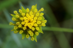 Lasiosiphon sericocephalus