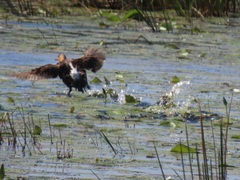 Thalassornis leuconotus