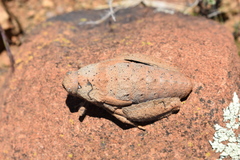 Trachypetrella anderssonii