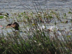 Thalassornis leuconotus