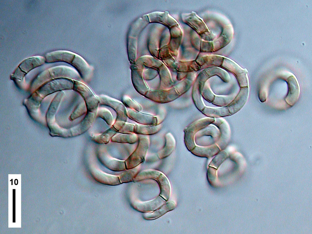 Helicodendron websteri