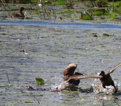 Thalassornis leuconotus