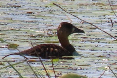 Thalassornis leuconotus