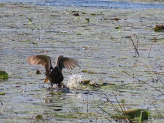 Thalassornis leuconotus