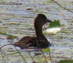 Thalassornis leuconotus