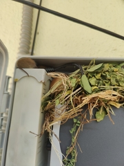 Vandeleuria oleraceus