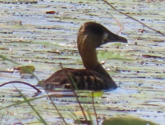 Thalassornis leuconotus