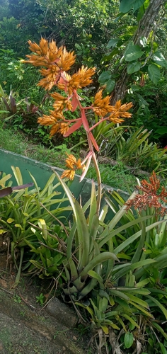 Aechmea eurycorymbus, photograph 4