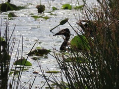 Thalassornis leuconotus