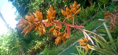Aechmea eurycorymbus