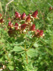 Hypericum maculatum maculatum