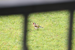 Carduelis carduelis