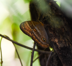 Opoptera syme