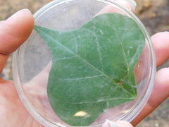 Erythrina corallodendron