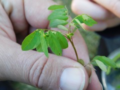 Phyllanthus rotundifolius
