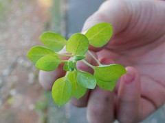Stellaria media