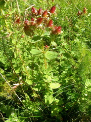 Hypericum maculatum maculatum