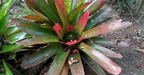 Neoregelia pernambucana, photograph 6