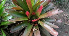 Neoregelia pernambucana, photograph Carlos Otávio Gussoni, CC BY, iNaturalist via GBIF