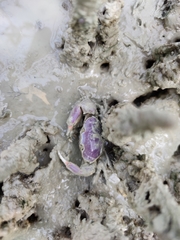 Eurycarcinus orientalis