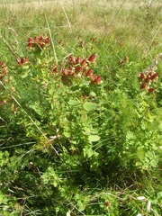 Hypericum maculatum maculatum