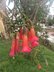 Cantua