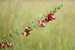 Triaspis hypericoides