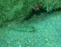 Coryphopterus glaucofraenum