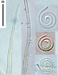 Helicomyces tenuis