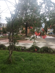 Cantua