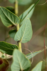 Triaspis hypericoides