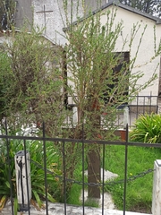 Cantua