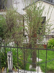 Cantua