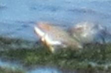 Charadrius falklandicus