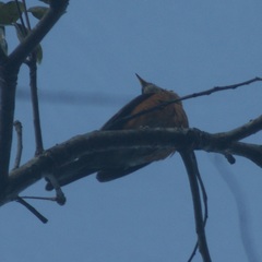 Turdus rufopalliatus