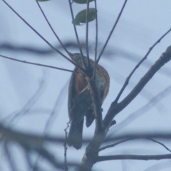 Turdus rufopalliatus