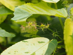 Acalypha wilkesiana