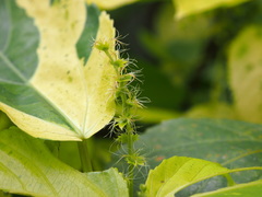 Acalypha wilkesiana