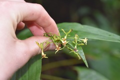 Epidendrum paniculatum