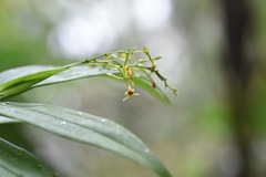 Epidendrum paniculatum