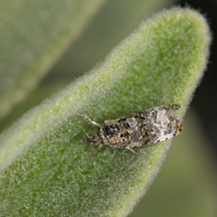 Endothenia sororiana