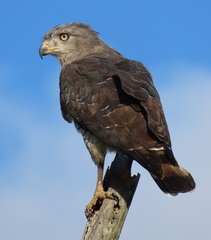 Circaetus fasciolatus