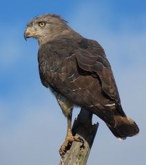 Circaetus fasciolatus