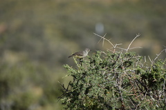 Eremomela icteropygialis
