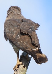 Circaetus fasciolatus