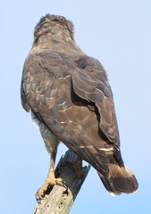 Circaetus fasciolatus