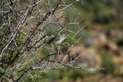 Eremomela icteropygialis