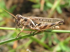 Melanoplus bispinosus