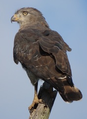 Circaetus fasciolatus