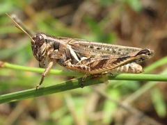 Melanoplus bispinosus